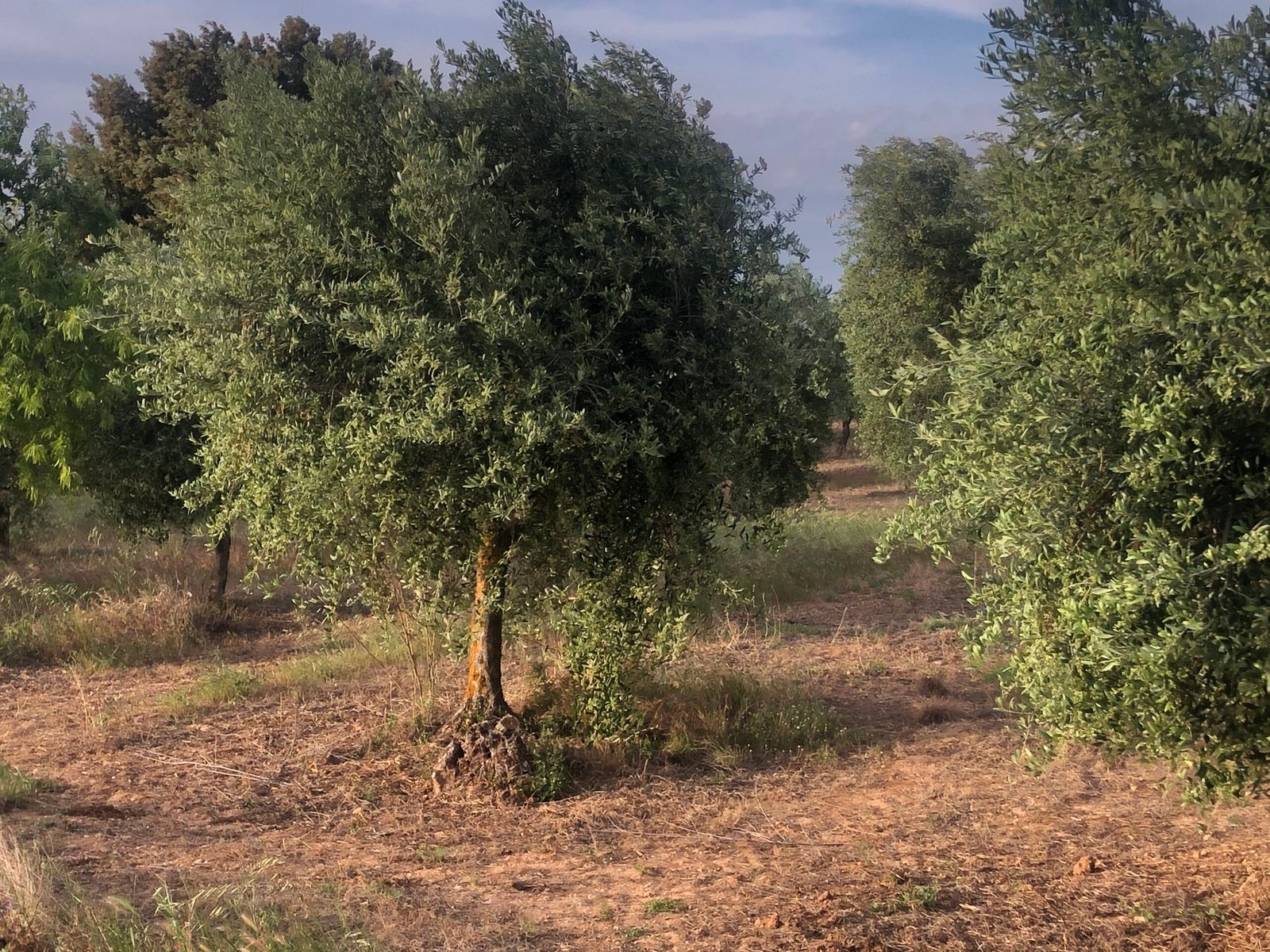 Pequeño olivo en un terreno seco con pasto marrón y árboles dispersos al fondo.