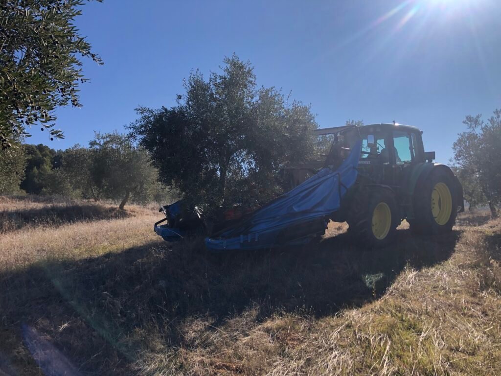 Tractor azul con grandes ruedas amarillas trabaja entre olivos bajo un cielo despejado y soleado.