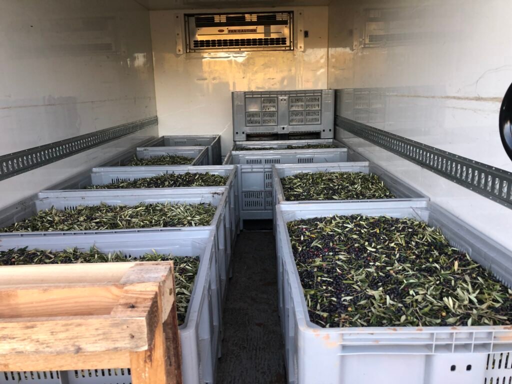 Interior de un camión refrigerado con varias cajas plásticas llenas de aceitunas recién cosechadas.