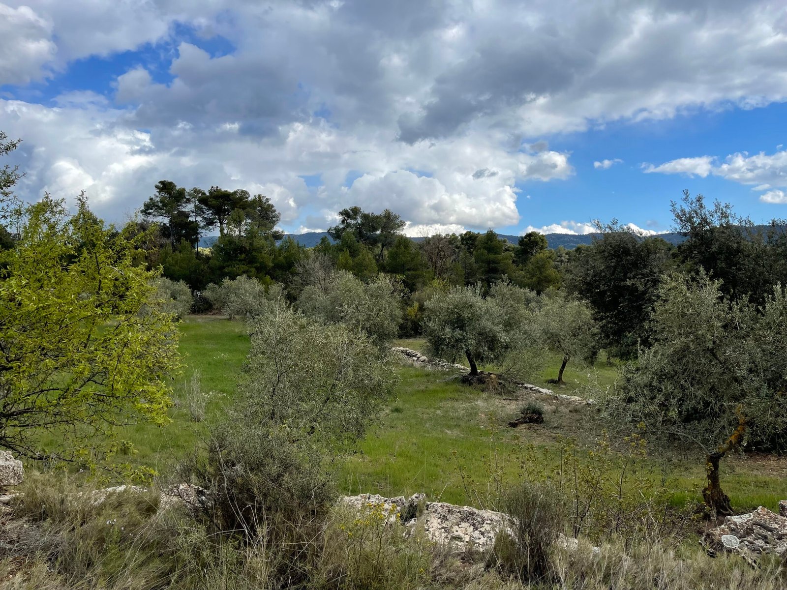 Extenso campo de olivos con cielo parcialmente nublado y montañas a lo lejos.
