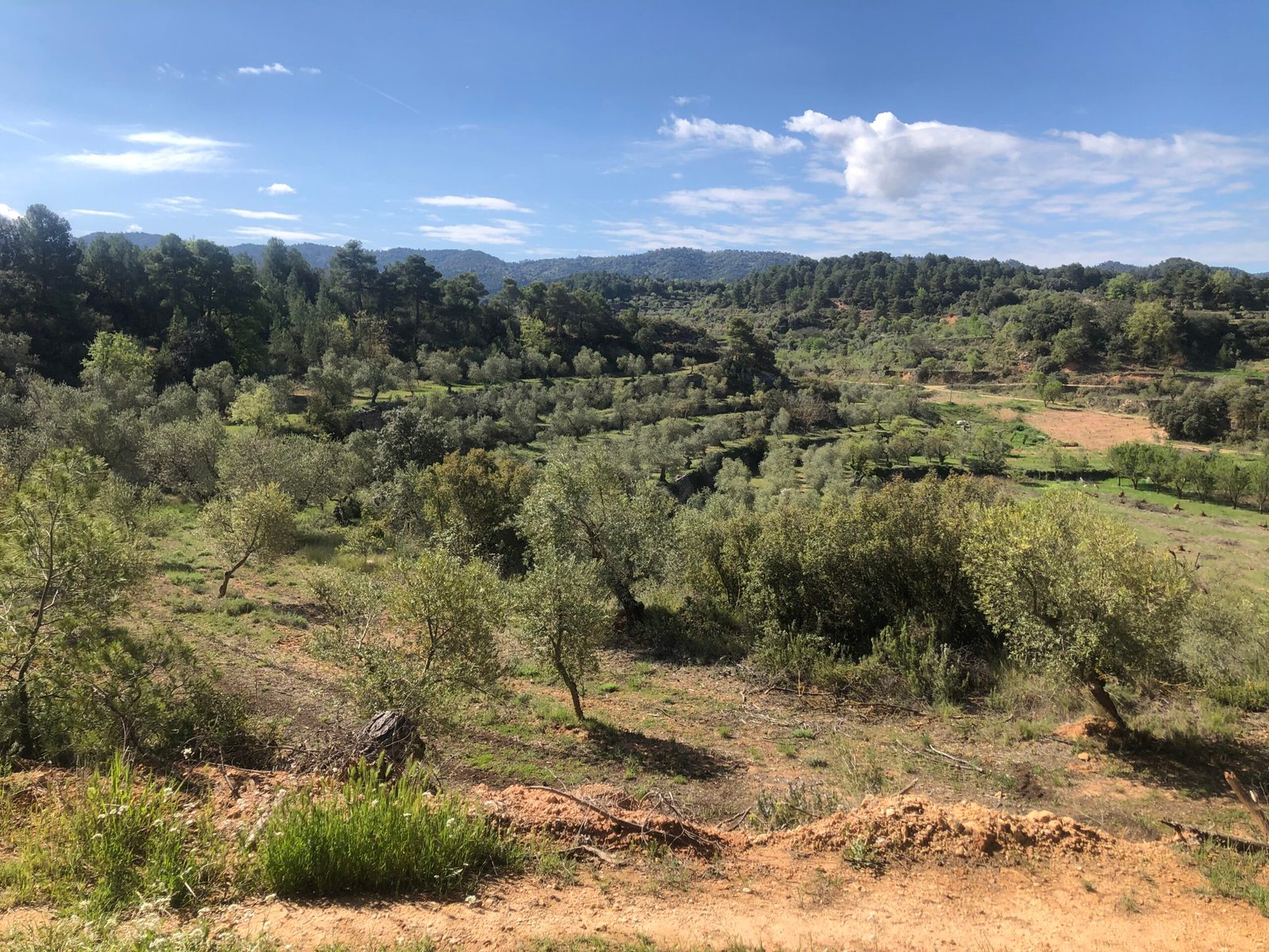 Vista panorámica de un paisaje de colinas cubiertas de olivos y vegetación baja bajo un cielo despejado.
