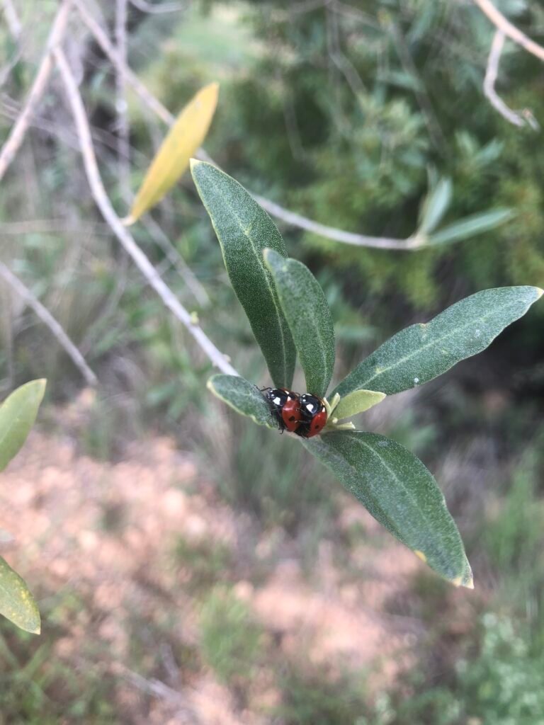 Mariquita roja con puntos negros posada sobre una hoja de olivo verde.