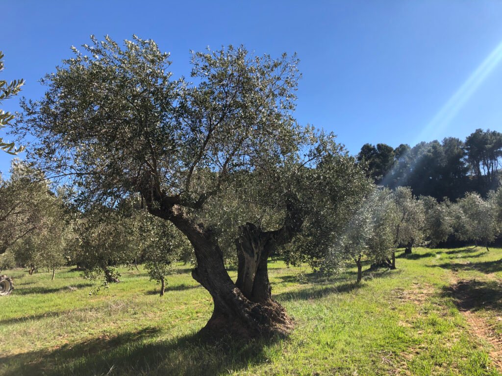 Olivo grande y retorcido en un campo verde bajo un cielo azul claro.